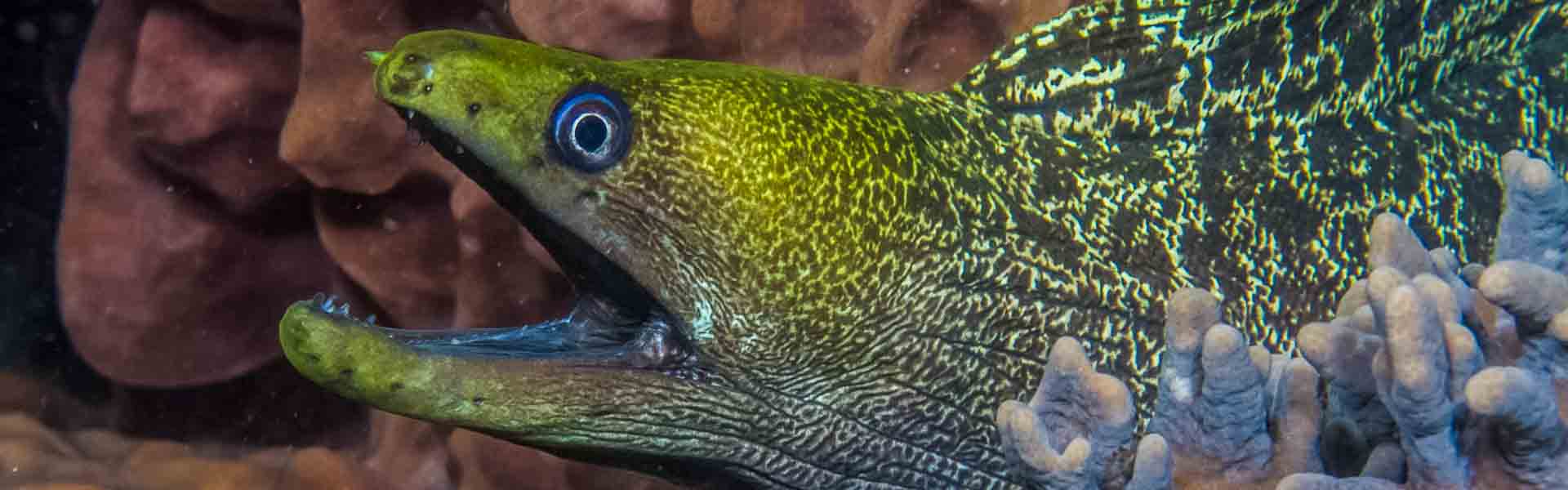 The Undulated Moray